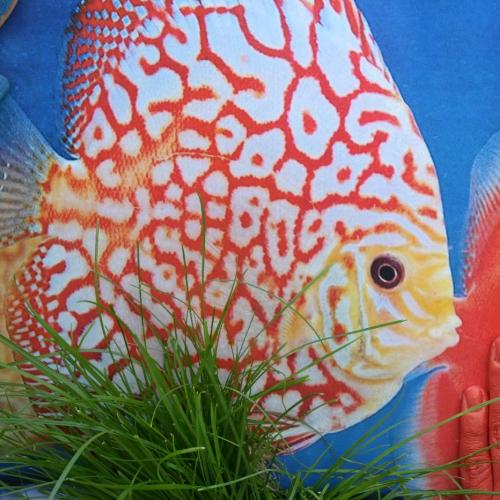 Fotografie trifft Malerei