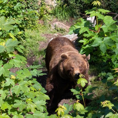 Alpenzoo 2026